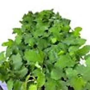 Black Mission Fig Tree - 3 Starter Plants - Ficus Carica - Fruit Tree Perennial