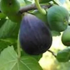 Black Mission Fig Tree - 3 Starter Plants - Ficus Carica - Fruit Tree Perennial