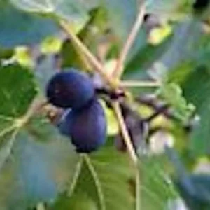 Black Mission Fig Tree - 3 Starter Plants - Ficus Carica - Fruit Tree Perennial