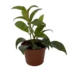 Black Pagoda Lipstick Vine Plant - 2.5 Inch Pot - Aeschynanthus Longicaulis