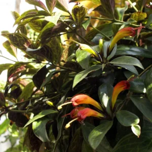 Black Pagoda Lipstick Vine Plant - 2.5 Inch Pot - Aeschynanthus Longicaulis