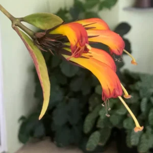 Black Pagoda Lipstick Vine Plant - 2.5 Inch Pot - Aeschynanthus Longicaulis
