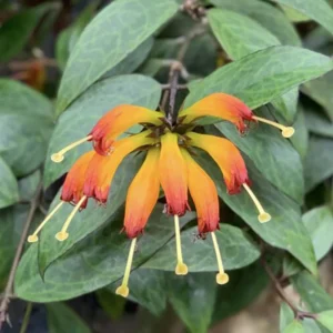 Black Pagoda Lipstick Vine Plant - 2.5 Inch Pot - Aeschynanthus Longicaulis