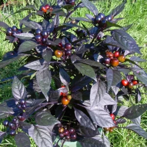 Black Pearl Hot Pepper Plant - 2.5" Pot - Ornamental Edible Hottest Pearl Pepper