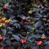 Black Pearl Hot Pepper Plant - Ornamental Edible - 4 inch Pot - Hottest Pearl Pepper