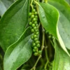 Black Pepper Plant Live - 4-6 Inch Piper Nigrum Herb Plant