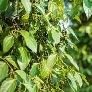 Black Pepper Plant Live - 4-6 Inch Piper Nigrum Herb Plant