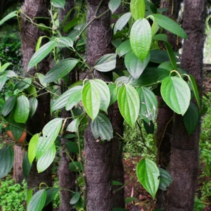 Black Pepper Plant Live - 4-6 Inch Piper Nigrum Herb Plant