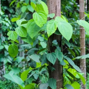 Black Pepper Plant Live - 4-6 Inch Piper Nigrum Herb Plant