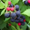 Black Raspberry Plant - Mysore Rubus Niveus - Rooted Starter Plant - Bare Root Perennial