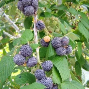 Black Raspberry Plant - Mysore Rubus Niveus - Rooted Starter Plant - Bare Root Perennial