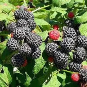 Black Raspberry Plant - Mysore Rubus Niveus - Rooted Starter Plant - Bare Root Perennial