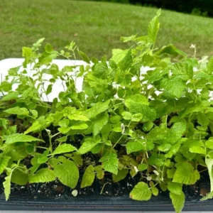 Black Raspberry Plant - Mysore Rubus Niveus - Rooted Starter Plant - Bare Root Perennial