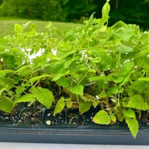 Black Raspberry Plant - Mysore Rubus Niveus - Rooted Starter Plant - Bare Root Perennial