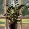 Black Raven ZZ Plant - Zamioculcas zamiifolia - 2 Inch Pot - Rare Collector's Easy Houseplant