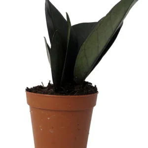 Black Raven ZZ Plant - Zamioculcas zamiifolia - 2 Inch Pot - Rare Collector's Easy Houseplant