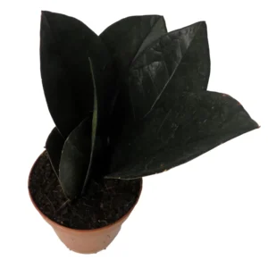 Black Raven ZZ Plant - Zamioculcas zamiifolia - 2 Inch Pot - Rare Collector's Easy Houseplant