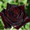 Black Red Climbing Rose - Live Starter Plant - Fragrant Outdoor Climbing Rose
