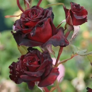 Black Red Climbing Rose - Live Starter Plant - Fragrant Outdoor Climbing Rose