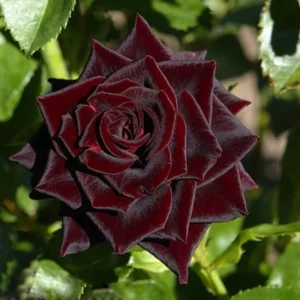 Black Red Climbing Rose - Live Starter Plant - Fragrant Outdoor Climbing Rose