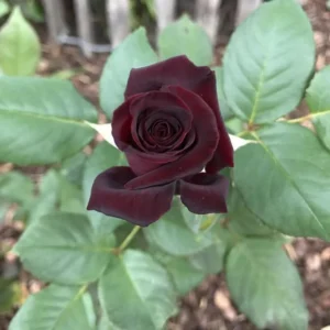 Black Red Climbing Rose - Live Starter Plant - Fragrant Outdoor Climbing Rose