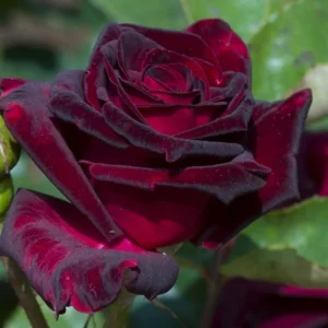 Black Red Climbing Rose - Live Starter Plant - Fragrant Outdoor Climbing Rose