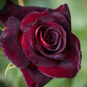 Black Red Climbing Rose - Live Starter Plant - Fragrant Outdoor Climbing Rose