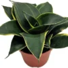 Black Star Birdsnest Snake Plant - Sansevieria - 2.5 inch Pot