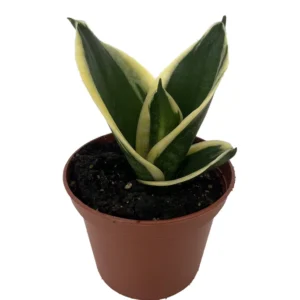 Black Star Birdsnest Snake Plant - Sansevieria - 2.5 inch Pot