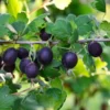 Black Velvet Gooseberry Bush - 2.5 inch Pot - Fruiting Shrub - Limited Shipping - NO SHIP to NC, WV, NH
