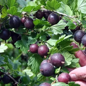 Black Velvet Gooseberry Bush - 2.5 inch Pot - Fruiting Shrub - Limited Shipping - NO SHIP to NC, WV, NH