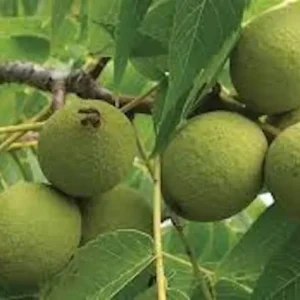 Black Walnut Tree 12 to 24in - Juglans Nigra American Walnut Bare Root Tree