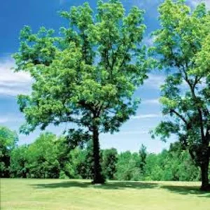 Black Walnut Tree 12 to 24in - Juglans Nigra American Walnut Bare Root Tree
