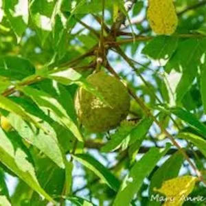 Black Walnut Tree 12 to 24in - Juglans Nigra American Walnut Bare Root Tree