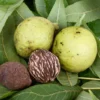 Black Walnut Tree Seeds - 5 Juglans Nigra Organic Premium Seeds for Planting