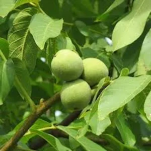 Black Walnut Tree Seeds - 5 Juglans Nigra Organic Premium Seeds for Planting