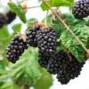 Blackberry Olallie Live Plant - 1 Gallon Pot - Easy to Grow Fruit Plant