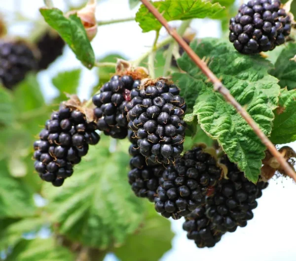 Blackberry Olallie Live Plant - 1 Gallon Pot - Easy to Grow Fruit Plant