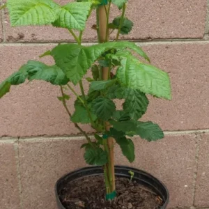 Blackberry Olallie Live Plant - 1 Gallon Pot - Easy to Grow Fruit Plant