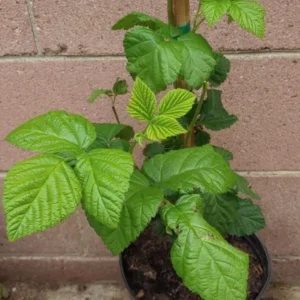 Blackberry Olallie Live Plant - 1 Gallon Pot - Easy to Grow Fruit Plant