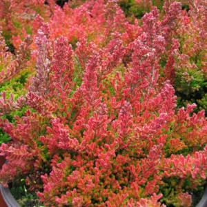 Blazeaway Scotch Heather Plant - Calluna vulgaris - 2.5" Hardy Heather