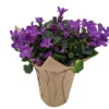 Blissful Blue Campanula Plant - 2.5" Self Watering Pot - Violet-Blue Blooms