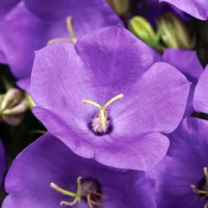 Blissful Blue Campanula Plant - 2.5