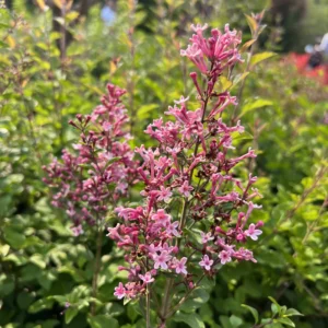 Bloomerang Ballet Reblooming Lilac - Syringa Plant - 4 inch Pot - Pink and Purple Flowers