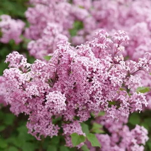 Bloomerang Purpink Reblooming Lilac Plant - 4 Inch Pot - Pink Purple Flowers