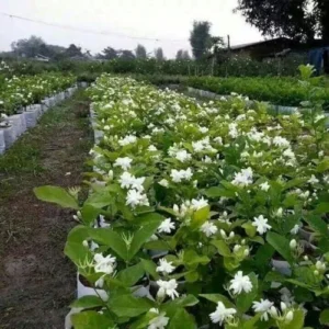 Blooming Jasmine Plant 2-Pack Maid of Orleans Sambac Tea Jasmine Fragrant Live Plant