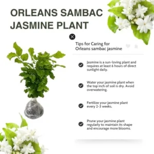 Blooming Jasmine Plant 2-Pack Maid of Orleans Sambac Tea Jasmine Fragrant Live Plant