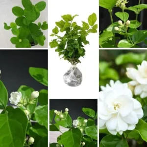 Blooming Jasmine Plant 2-Pack Maid of Orleans Sambac Tea Jasmine Fragrant Live Plant