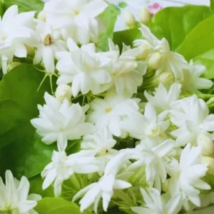 Blooming Jasmine Plant 2-Pack Maid of Orleans Sambac Tea Jasmine Fragrant Live Plant