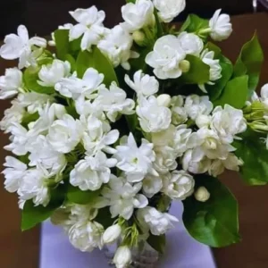 Blooming Jasmine Plant 2-Pack Maid of Orleans Sambac Tea Jasmine Fragrant Live Plant